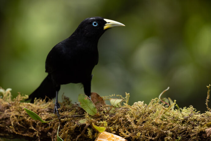 km58 Valle Del Cauca Colombia