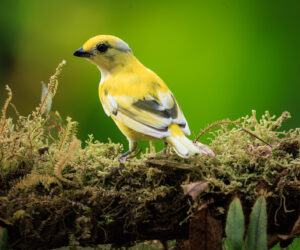 km58 Valle Del Cauca Colombia