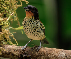km58 Valle Del Cauca Colombia