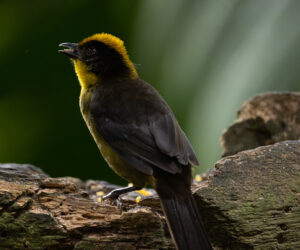 km58 Valle Del Cauca Colombia