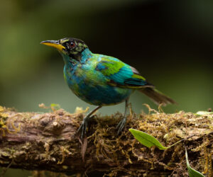 km58 Valle Del Cauca Colombia