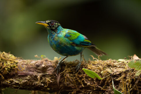 km58 Valle Del Cauca Colombia