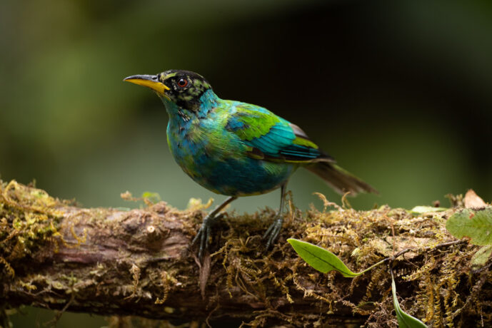 km58 Valle Del Cauca Colombia
