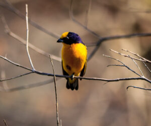 Minca Magdalena Colombia