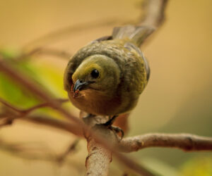 Minca Magdalena Colombia