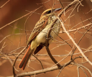 Minca Magdalena Colombia