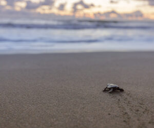 Bahia Solano Choco Colombia