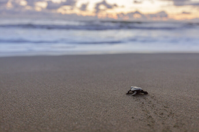 Bahia Solano Choco Colombia