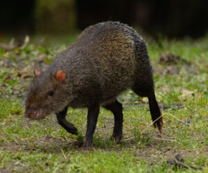 Dagua (Cali) Valle Del Cauca Colombia