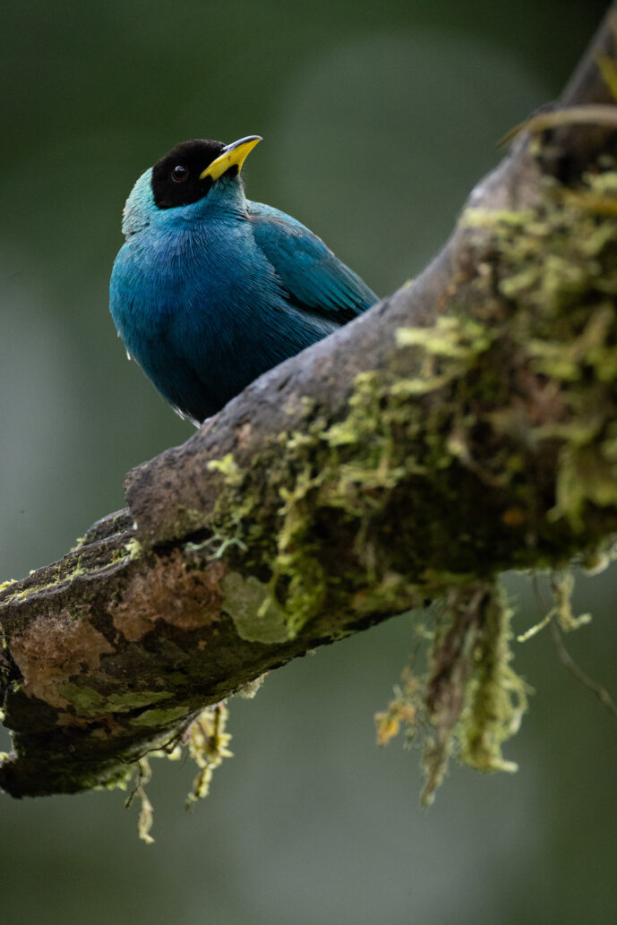 Dagua (Cali) Valle Del Cauca Colombia