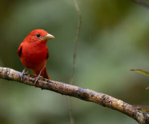 Dagua (Cali) Valle Del Cauca Colombia