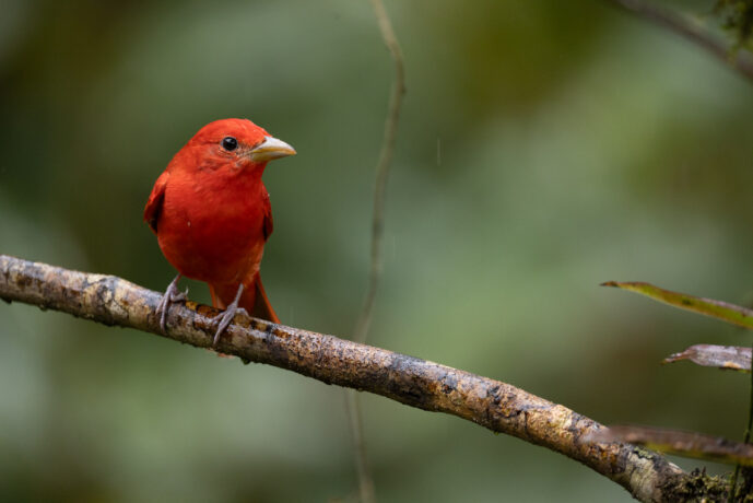 Dagua (Cali) Valle Del Cauca Colombia