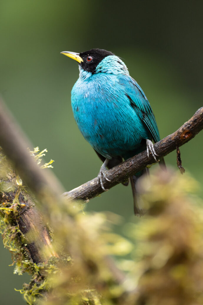 Dagua (Cali) Valle Del Cauca Colombia