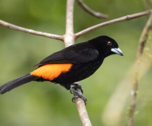 Dagua (Cali) Valle Del Cauca Colombia