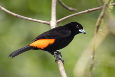 Dagua (Cali) Valle Del Cauca Colombia