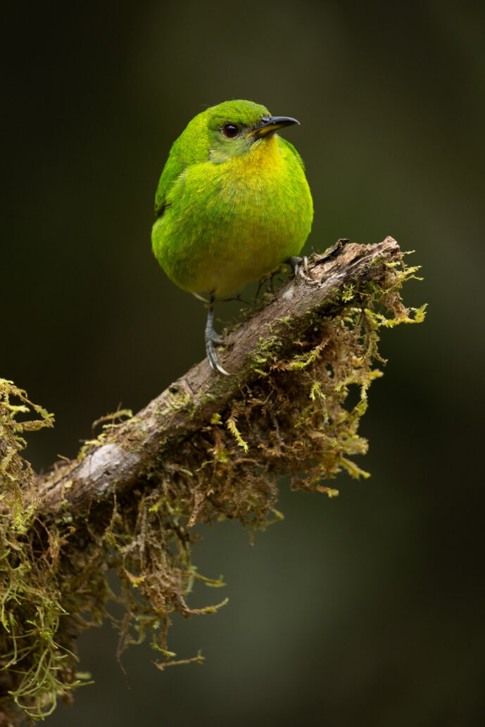 Dagua (Cali) Valle Del Cauca Colombia