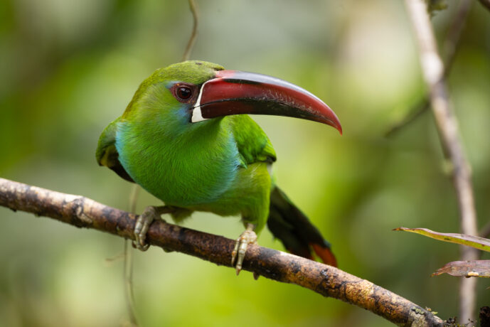 Dagua (Cali) Valle Del Cauca Colombia