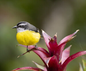 Dagua (Cali) Valle Del Cauca Colombia