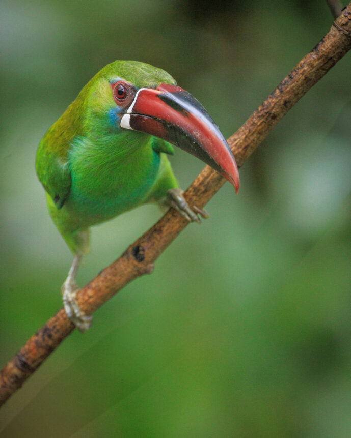Dagua (Cali) Valle Del Cauca Colombia