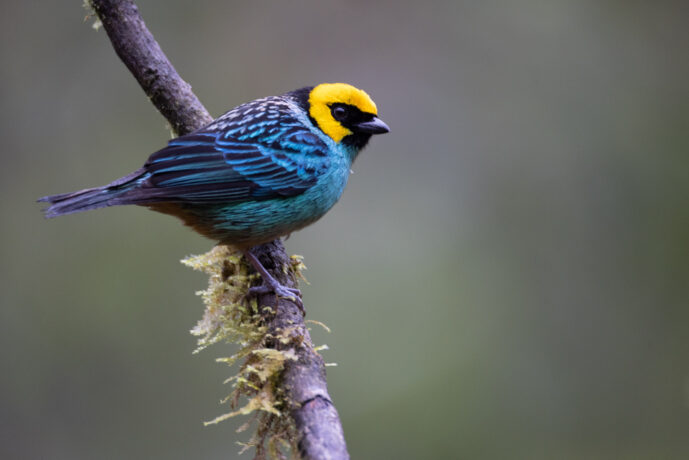 Dagua (Cali) Valle Del Cauca Colombia