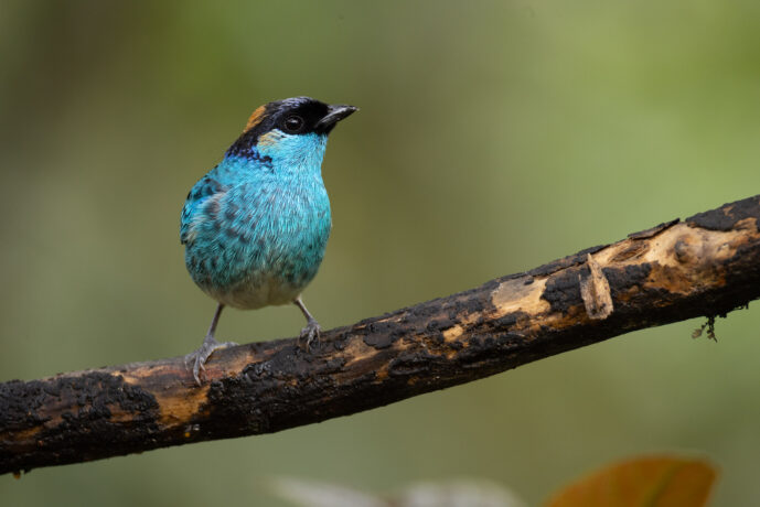 Dagua (Cali) Valle Del Cauca Colombia