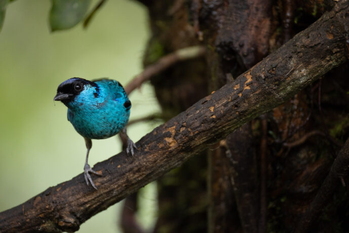 Dagua (Cali) Valle Del Cauca Colombia