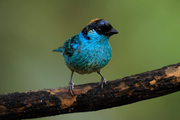 Dagua (Cali) Valle Del Cauca Colombia