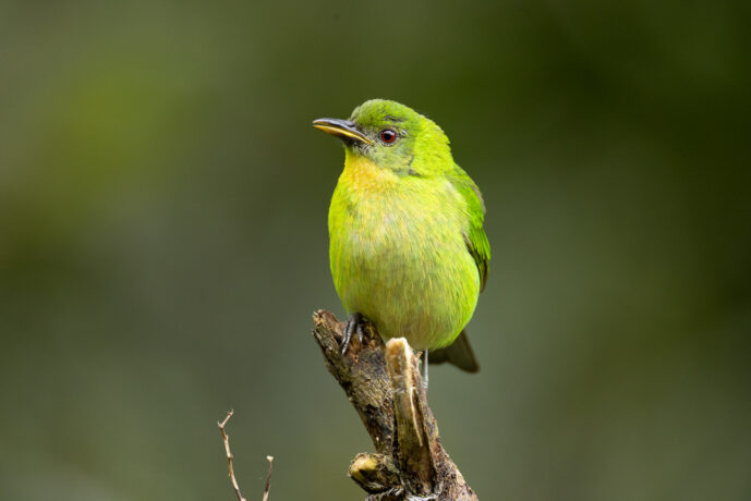 Dagua (Cali) Valle Del Cauca Colombia