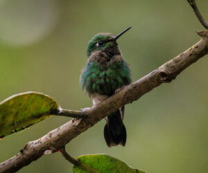 Dagua (Cali) Valle Del Cauca Colombia