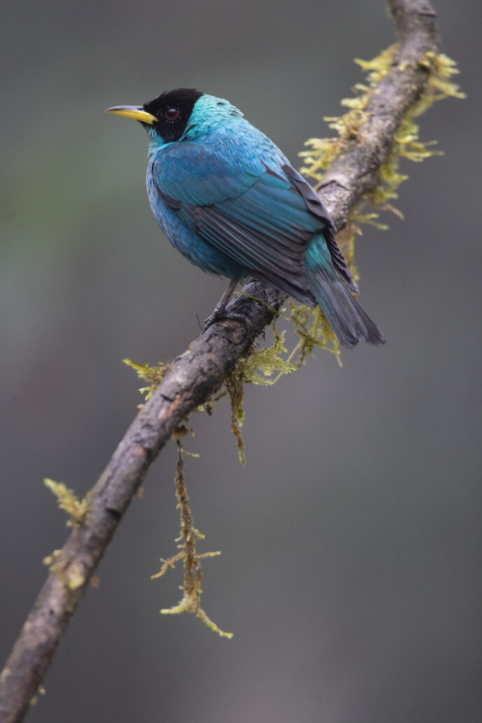 Dagua (Cali) Valle Del Cauca Colombia