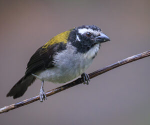 Dagua (Cali) Valle Del Cauca Colombia