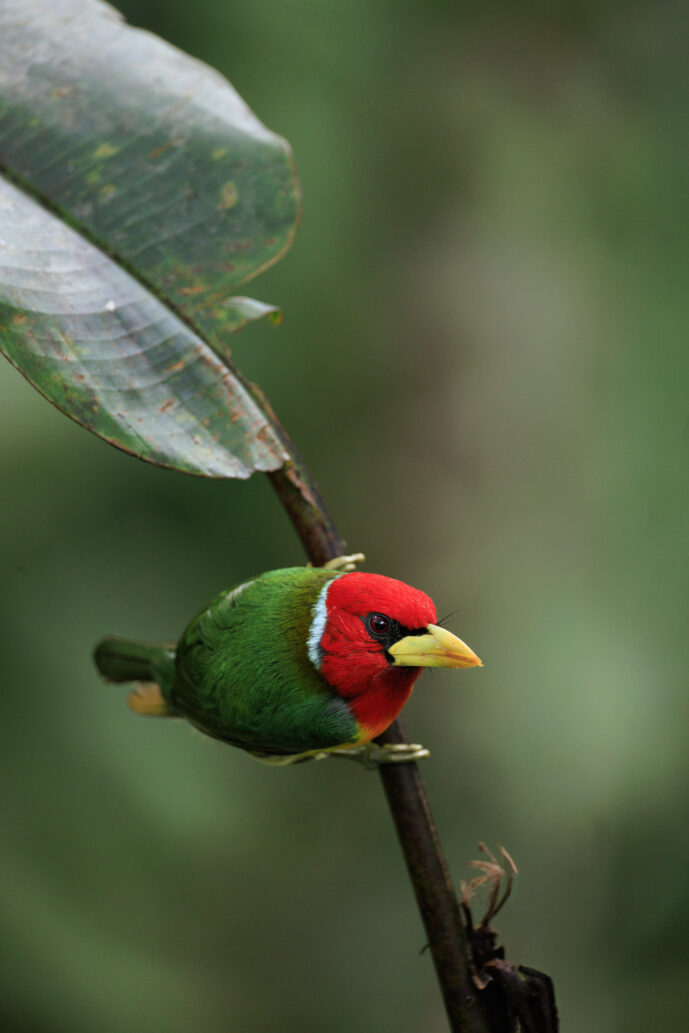 Dagua (Cali) Valle Del Cauca Colombia