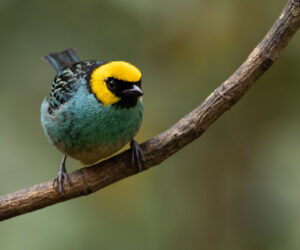 Dagua (Cali) Valle Del Cauca Colombia