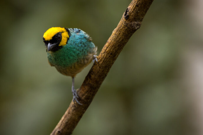Dagua (Cali) Valle Del Cauca Colombia
