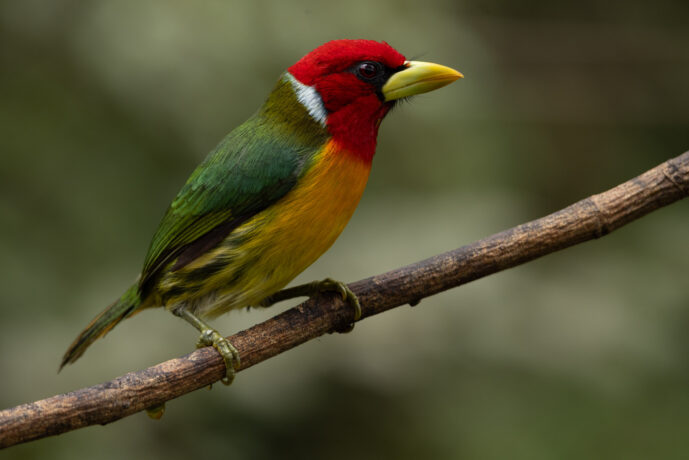 Dagua (Cali) Valle Del Cauca Colombia