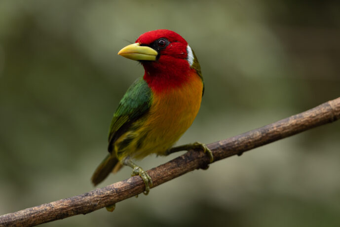Dagua (Cali) Valle Del Cauca Colombia