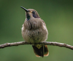 Dagua (Cali) Valle Del Cauca Colombia