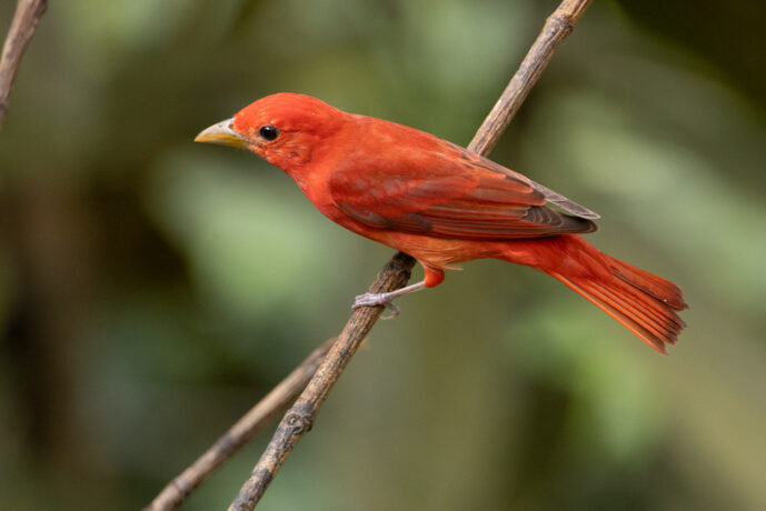Dagua (Cali) Valle Del Cauca Colombia