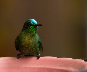 Dagua (Cali) Valle Del Cauca Colombia