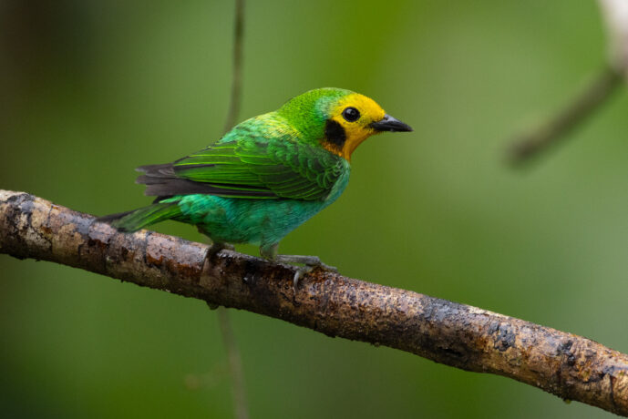 Dagua (Cali) Valle Del Cauca Colombia