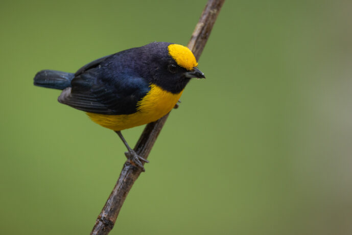 Dagua (Cali) Valle Del Cauca Colombia