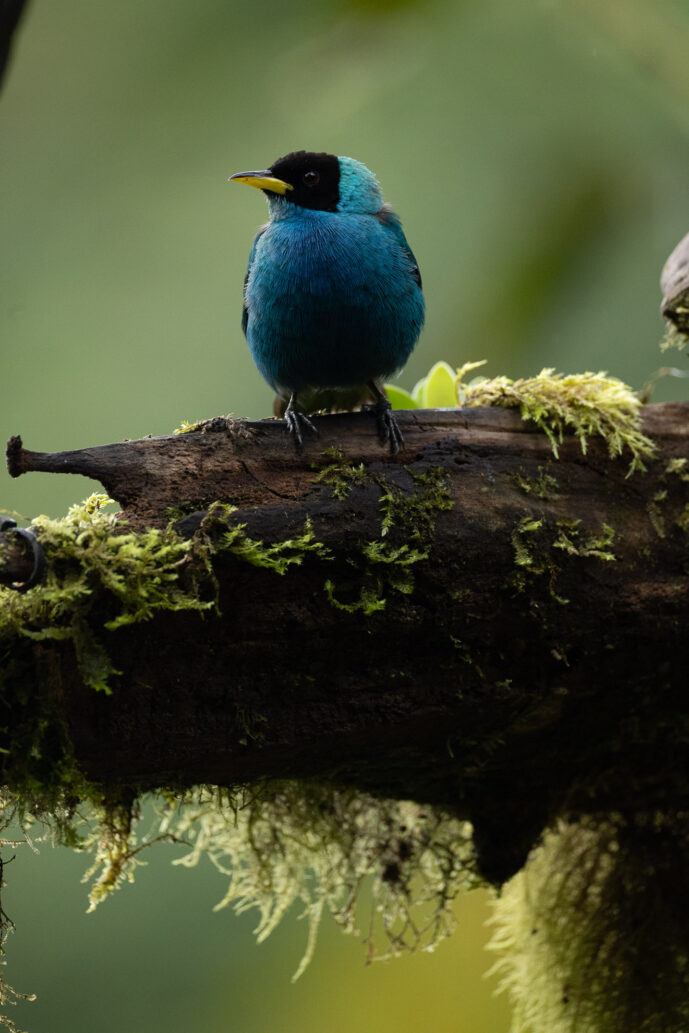 Dagua (Cali) Valle Del Cauca Colombia