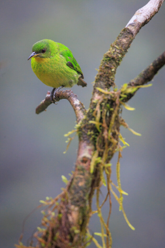 Dagua (Cali) Valle Del Cauca Colombia