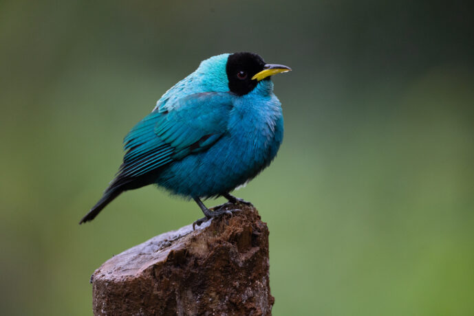 Dagua (Cali) Valle Del Cauca Colombia
