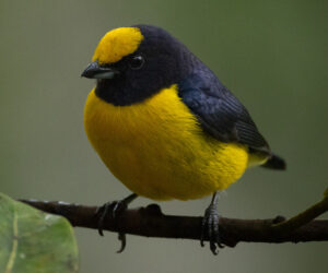 Dagua (Cali) Valle Del Cauca Colombia