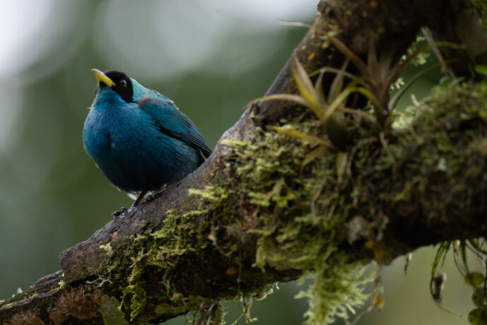 Dagua (Cali) Valle Del Cauca Colombia