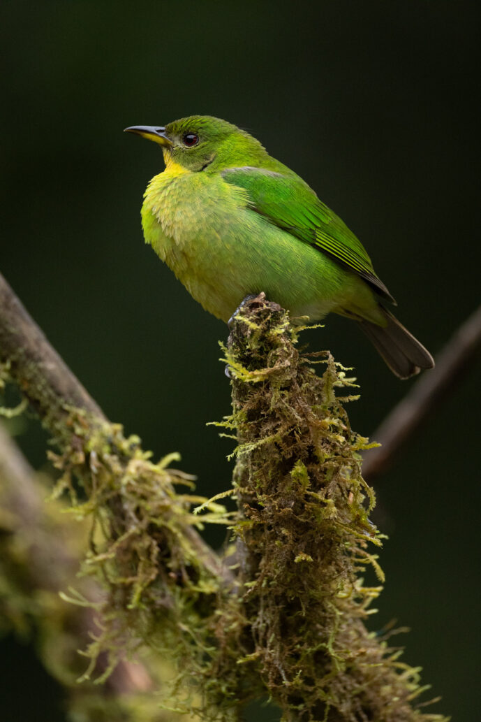 Dagua (Cali) Valle Del Cauca Colombia