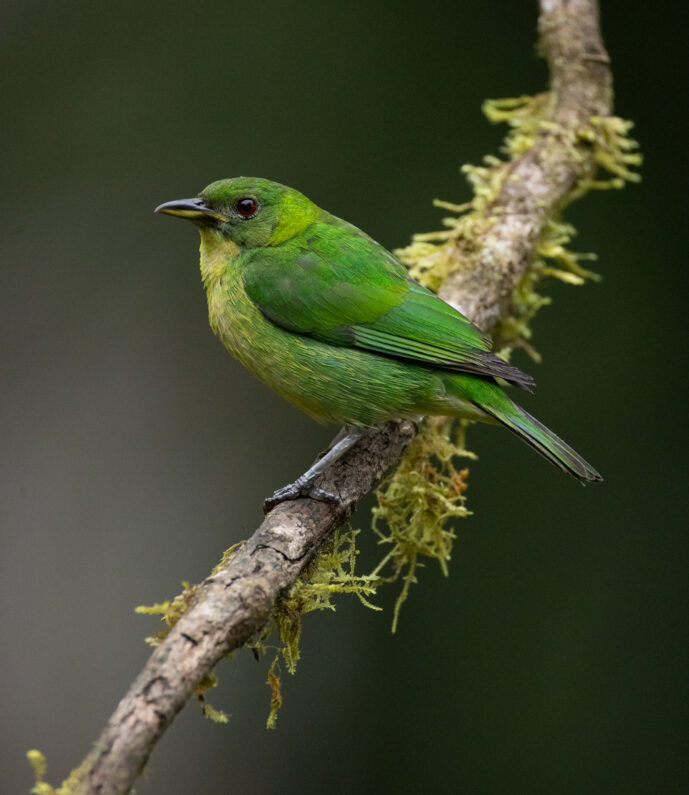 Dagua (Cali) Valle Del Cauca Colombia