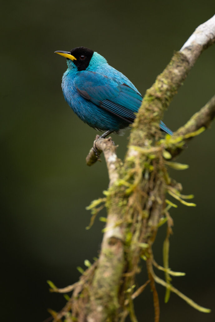 Dagua (Cali) Valle Del Cauca Colombia