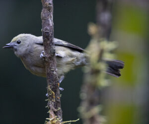 Dagua (Cali) Valle Del Cauca Colombia